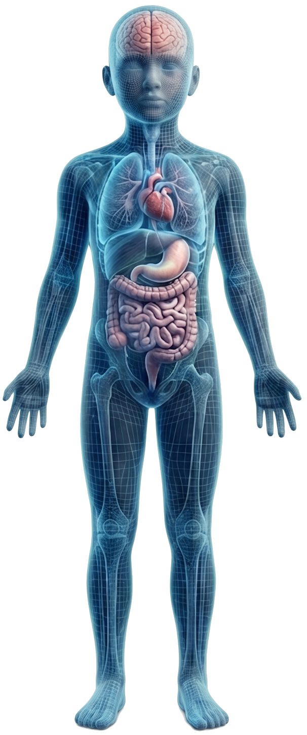 Patient body